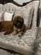 Chipoo Puppies for sale in Selma, NC, USA. price: $600