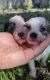 Chipoo Puppies