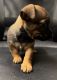 Chipoo Puppies for sale in Walterboro, SC 29488, USA. price: NA