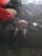 Chipoo Puppies for sale in Cecil, WI 54111, USA. price: NA