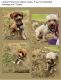 Chipoo Puppies for sale in Clearfield, UT 84015, USA. price: NA