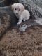 Chipoo Puppies for sale in Custer Park, IL 60481, USA. price: $400