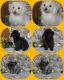 Chipoo Puppies for sale in Milan, MO 63556, USA. price: $275