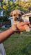 Chipoo Puppies for sale in Thousand Oaks, California. price: NA