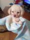 Chipoo Puppies for sale in Bedford Rd, Bedford, TX, USA. price: $200