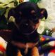 Chipoo Puppies for sale in Chillicothe, OH 45601, USA. price: $500