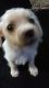 Chipoo Puppies for sale in Phoenix, AZ, USA. price: $150