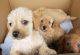 Chipoo Puppies for sale in Chesapeake, VA 23320, USA. price: NA