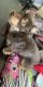 Chipoo Puppies for sale in Martinsburg, WV, USA. price: NA