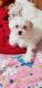 Chipoo Puppies for sale in Portland, IN 47371, USA. price: NA