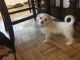 Chipoo Puppies for sale in Schenectady, NY, USA. price: $300