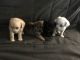 Chipoo Puppies for sale in Long Beach, CA, USA. price: NA