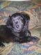 Chipoo Puppies for sale in Modesto, CA, USA. price: NA