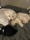 Chipoo Puppies for sale in Ansonia, CT, USA. price: NA
