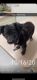 Chipoo Puppies for sale in Barstow, CA, USA. price: NA