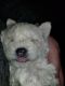 Chipoo Puppies for sale in Melrose Park, IL 60160, USA. price: $700