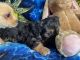 Chipoo Puppies for sale in Riverside, CA, USA. price: $250