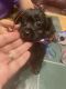 Chipoo Puppies for sale in Holiday, FL, USA. price: NA