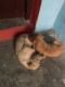 Chippiparai Puppies for sale in Mogappair East, Chennai, Tamil Nadu, India. price: 10000 INR