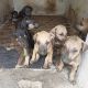 Chippiparai Puppies for sale in Rameswaram, Tamil Nadu 623526, India. price: 10000 INR