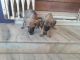 Chippiparai Puppies for sale in Theni, Tamil Nadu, India. price: 57 INR