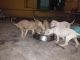 Chippiparai Puppies for sale in Alangulam, Tamil Nadu 627851, India. price: 12000 INR