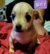Chiweenie Puppies for sale in Lexington, NC, USA. price: NA