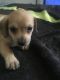Chiweenie Puppies for sale in Phoenix, AZ 85009, USA. price: $400