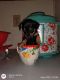 Chiweenie Puppies for sale in Carrollton, VA 23314, USA. price: $800