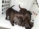 Chiweenie Puppies for sale in American Canyon, CA 94503, USA. price: NA