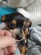 Chiweenie Puppies for sale in Westport, WA 98595, USA. price: NA