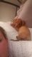 Chiweenie Puppies for sale in Marissa, IL 62257, USA. price: $500