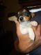 Chiweenie Puppies for sale in Indianapolis, IN, USA. price: $600
