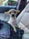Chiweenie Puppies for sale in Addison, TX, USA. price: $400