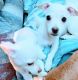 Chiweenie Puppies