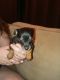 Chiweenie Puppies for sale in Clearlake, CA, USA. price: $150