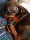 Chiweenie Puppies for sale in Tobaccoville, NC, USA. price: $600