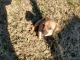 Chiweenie Puppies for sale in Lithonia, GA 30058, USA. price: NA
