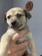Chiweenie Puppies for sale in Piqua, OH 45356, USA. price: $300