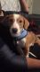 Chiweenie Puppies for sale in Tonawanda, NY 14150, USA. price: $300