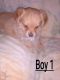 Chiweenie Puppies for sale in 4012 Susie Ln, Alvin, TX 77511, USA. price: $250