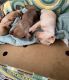 Chiweenie Puppies for sale in Wahiawa, HI 96786, USA. price: $300