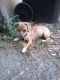 Chiweenie Puppies for sale in Apopka, FL, USA. price: $100