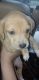 Chiweenie Puppies for sale in Bensenville, IL 60106, USA. price: $650