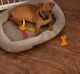 Chiweenie Puppies for sale in Las Vegas, NV, USA. price: NA