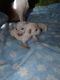 Chiweenie Puppies for sale in Cassville, NY 13318, USA. price: NA