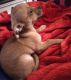 Chiweenie Puppies for sale in Phoenix, AZ, USA. price: $200
