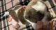 Chiweenie Puppies for sale in Jamestown, TN 38556, USA. price: $400
