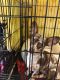 Chiweenie Puppies for sale in Palm Coast, FL, USA. price: NA