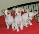 Chiweenie Puppies for sale in Salem, OR, USA. price: $300
